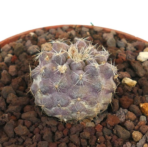 Copiapoa serpentisulcata small purple succulent cactus with fine spines and textured surface
