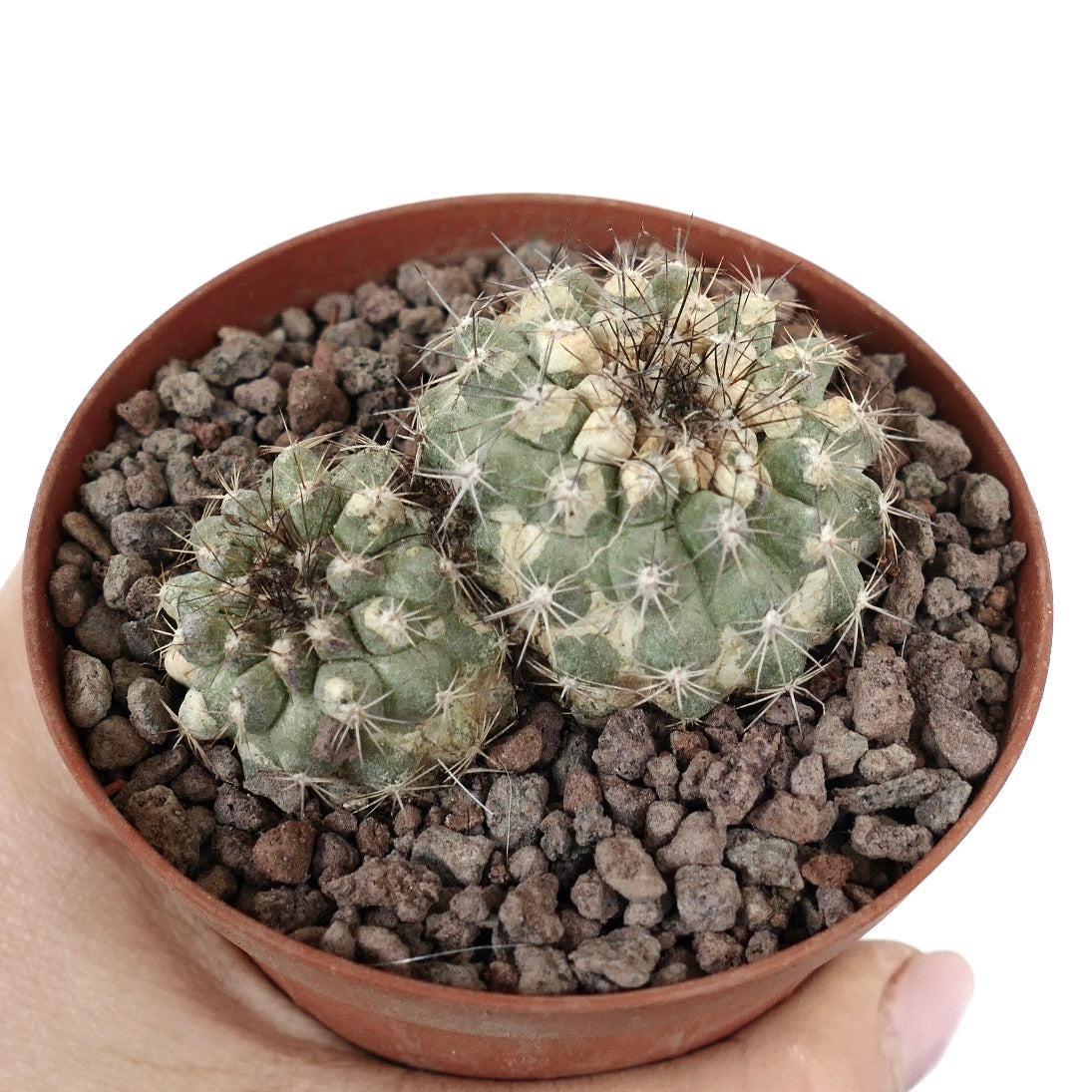 Copiapoa serpentisulcata rare succulent cactus with two heads and spiny textured surface in pot