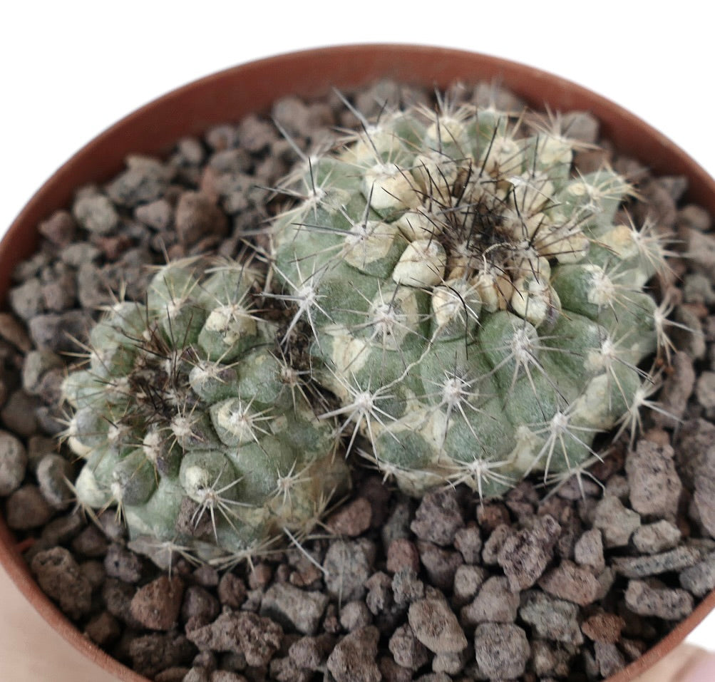 Copiapoa serpentisulcata rare succulent cactus with two heads and sharp spines in pot