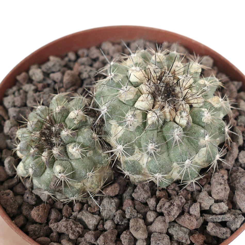 Copiapoa serpentisulcata rare succulent cactus with two heads and sharp spines in rocky soil