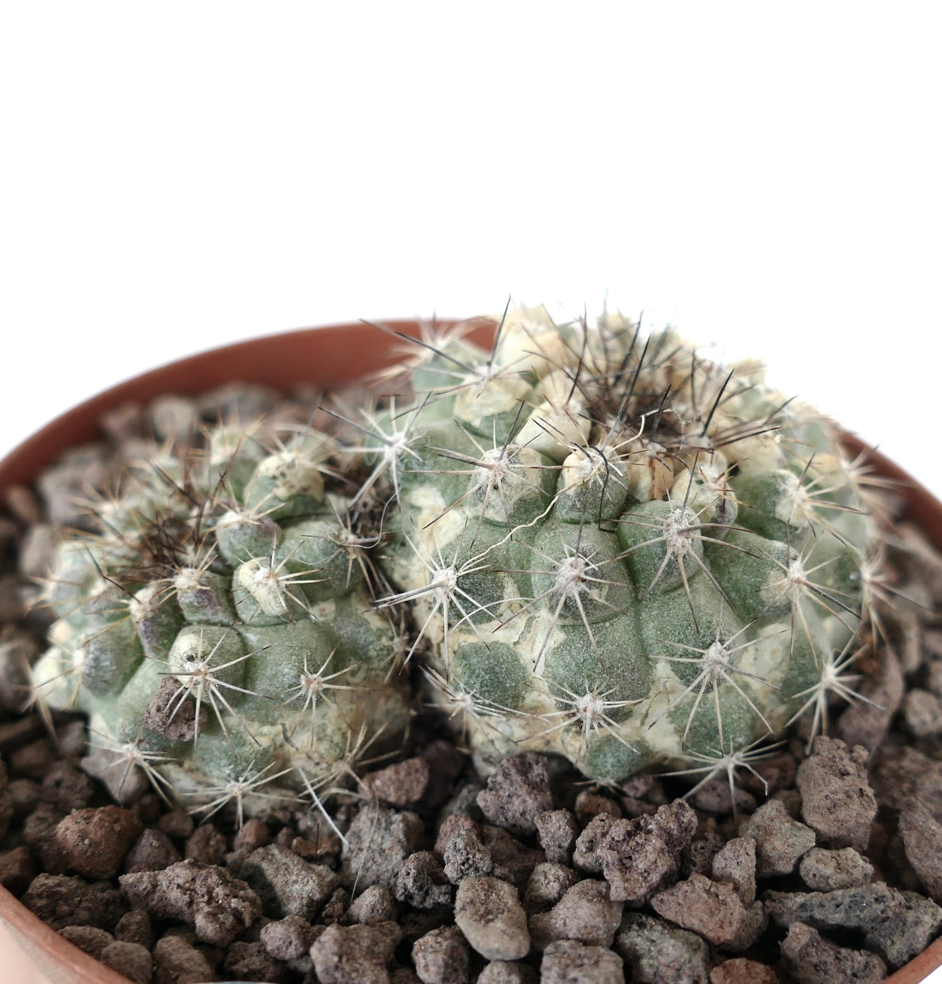 Copiapoa serpentisulcata rare succulent cactus with two heads and long spines in rocky soil