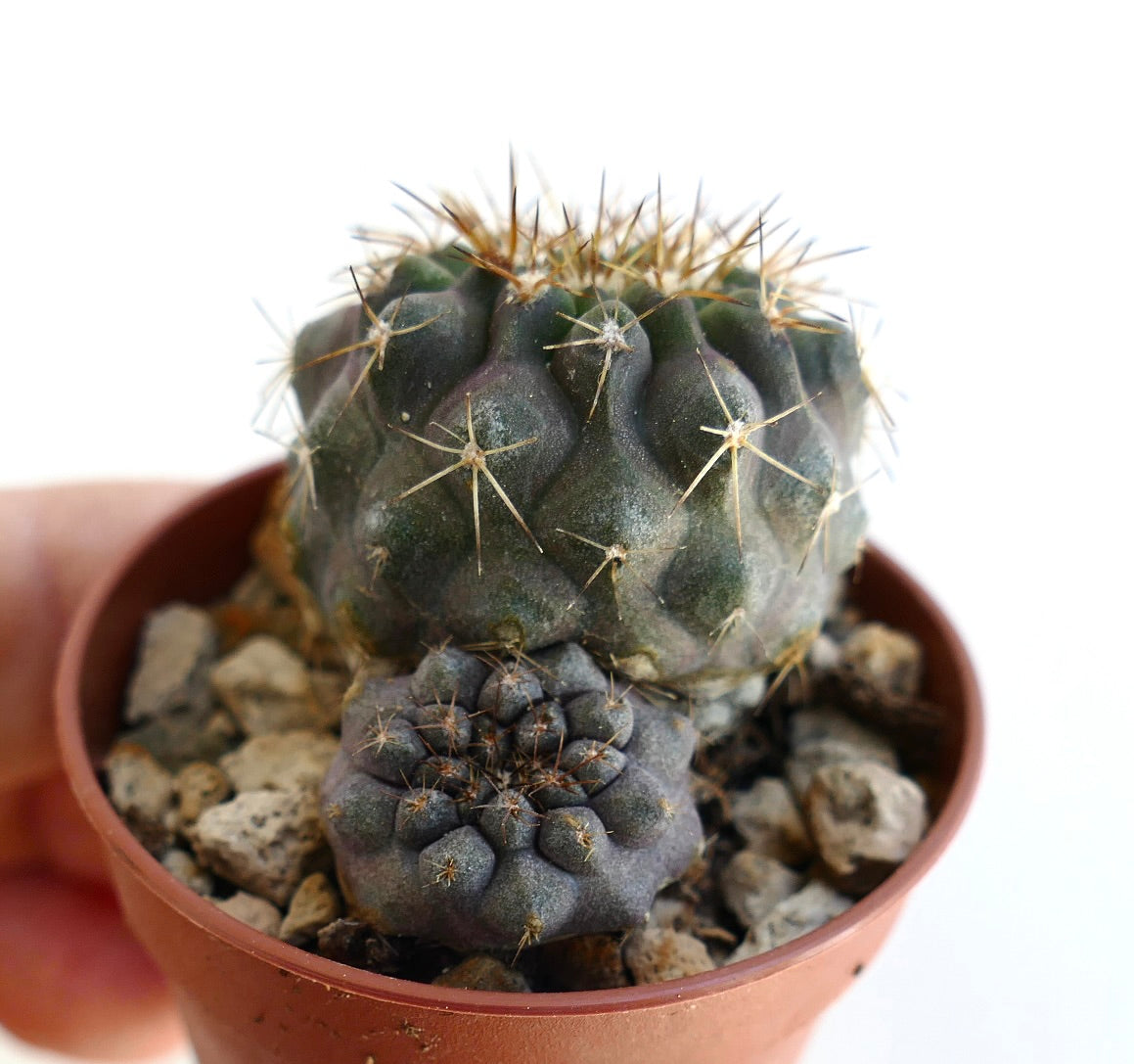 Copiapoa serpentisulcata rare succulent cactus with ribbed dark green and purple stems and sharp spines