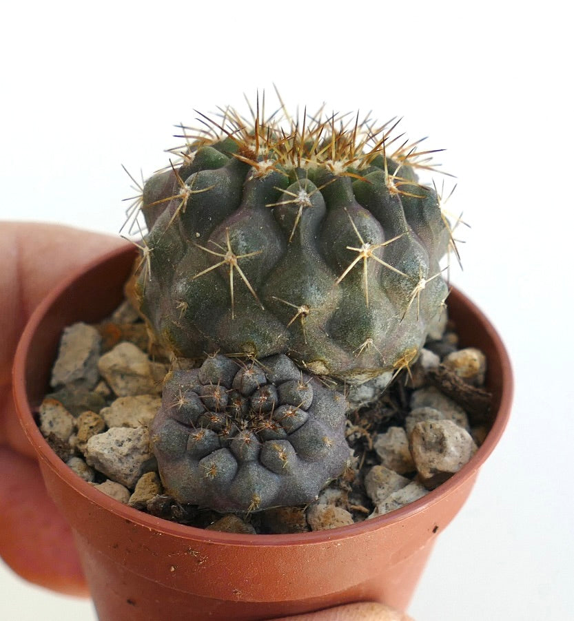 Copiapoa serpentisulcata small succulent cactus with spines in terracotta pot