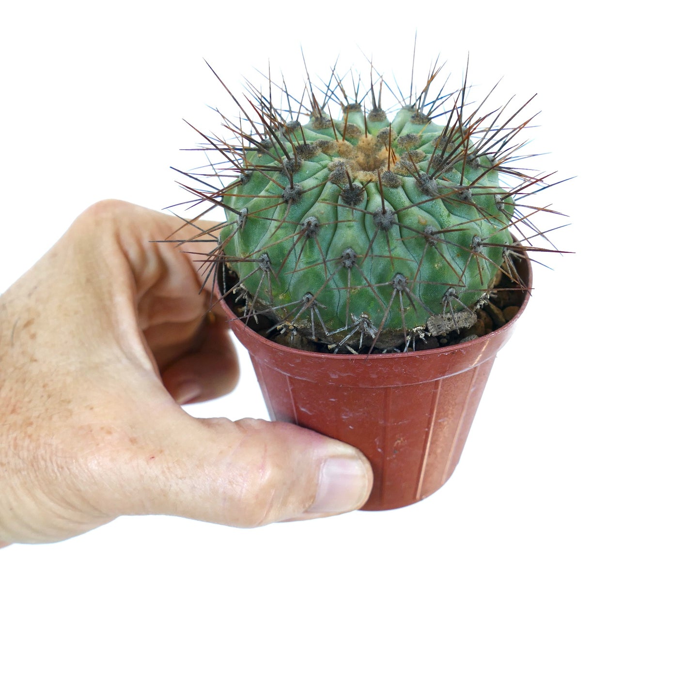 Copiapoa serpentisulcata