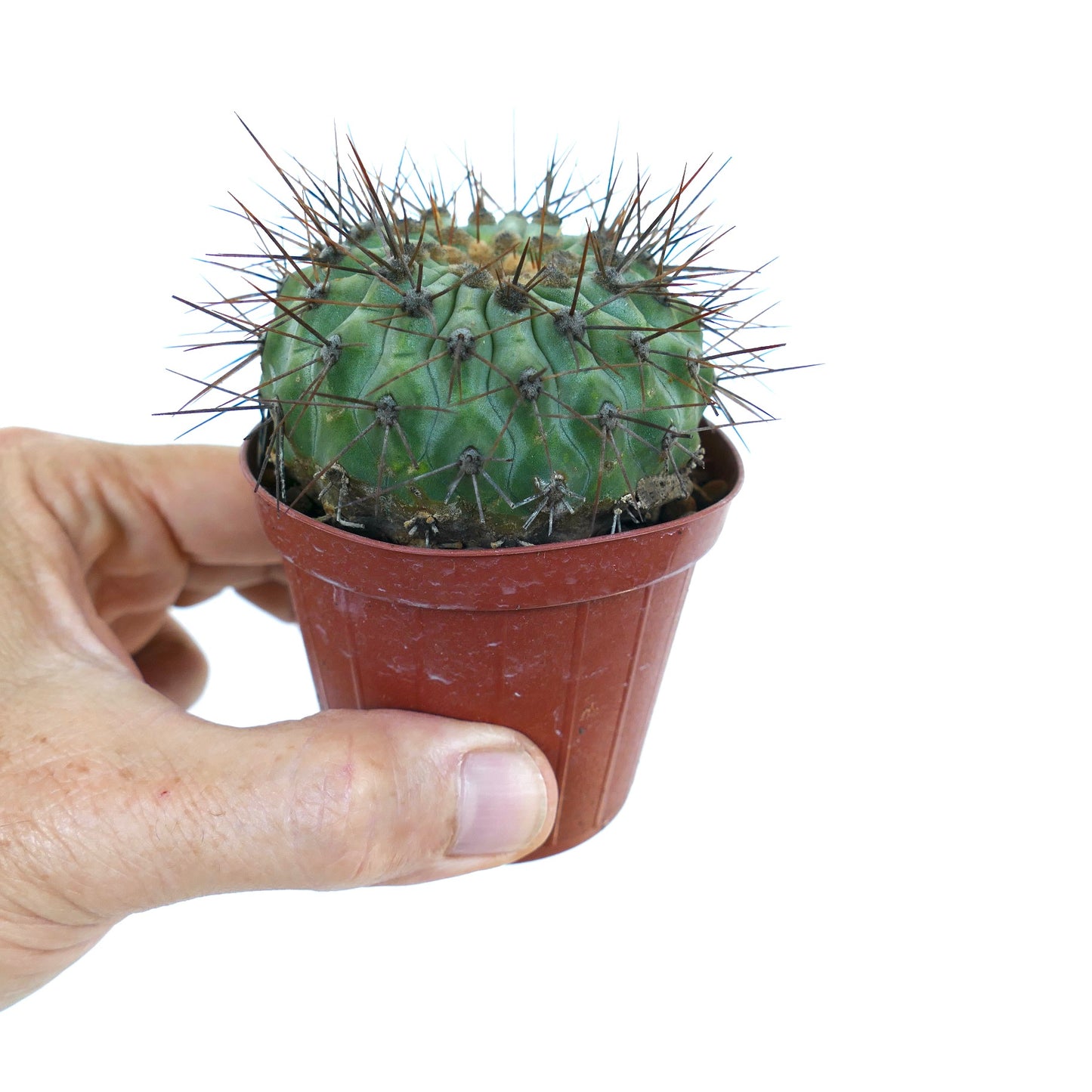 Copiapoa serpentisulcata