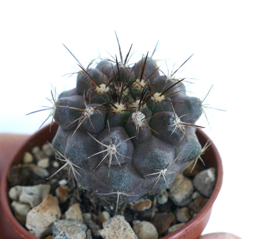 Potted Copiapoa serpentisulcata cactus with a round dark green to violet body, deep ribbed tubercles, and long black spines radiating from white areoles.