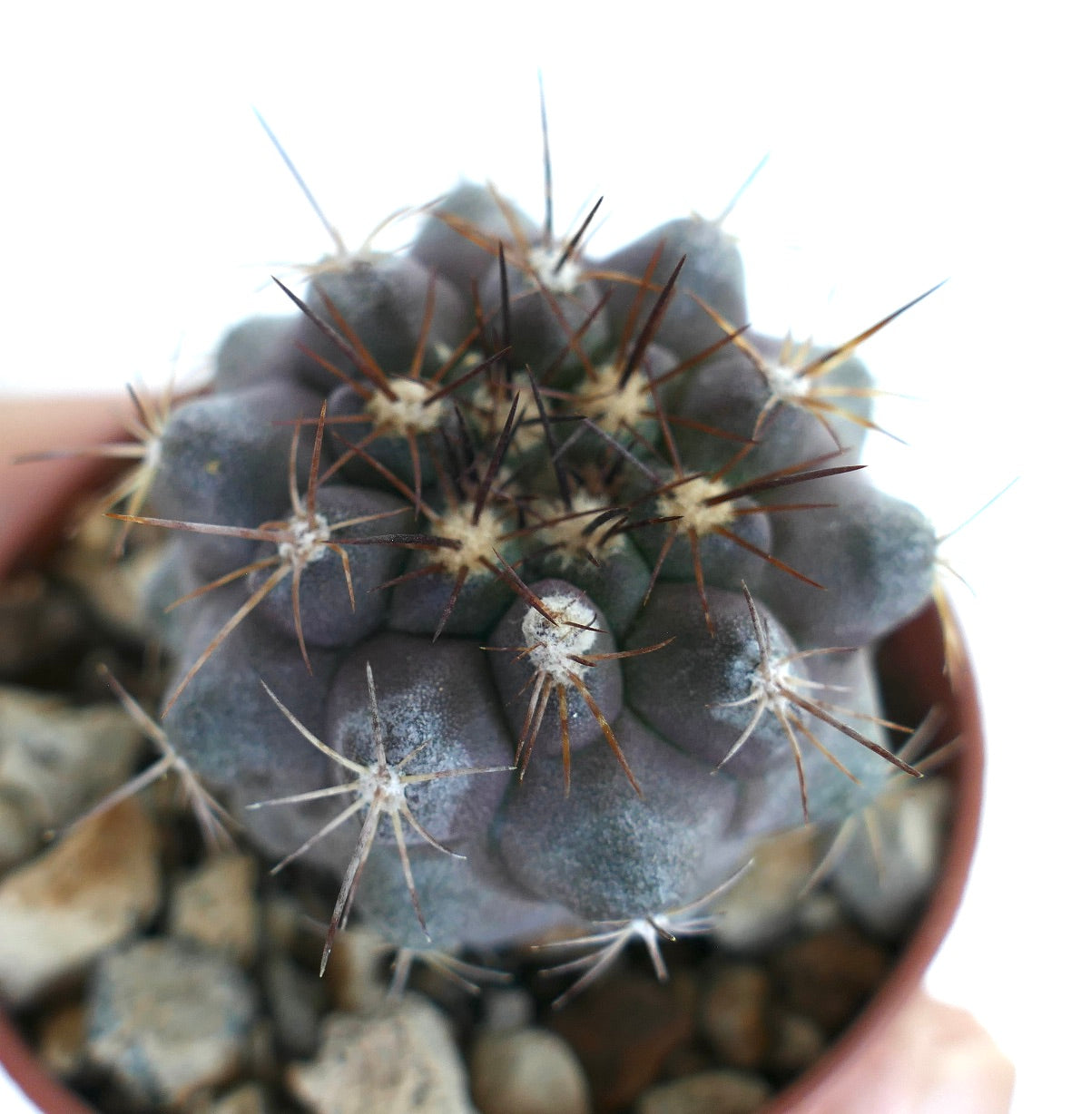 Nahaufnahme von Copiapoa serpentisulcata in einem kleinen Topf, die seinen gerippten, dunklen Körper mit kontrastierenden langen schwarzen Dornen und wolligen Areolen hervorhebt.