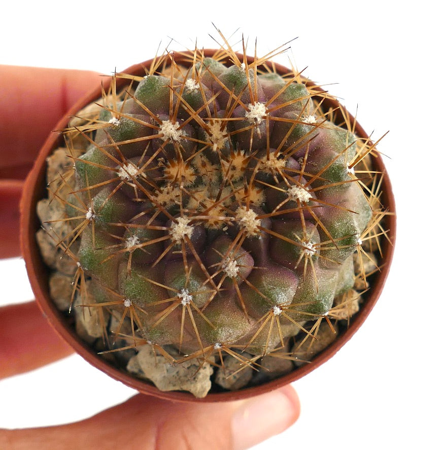 Copiapoa serpentisulcata small round cactus with dense golden spines and purple-green body