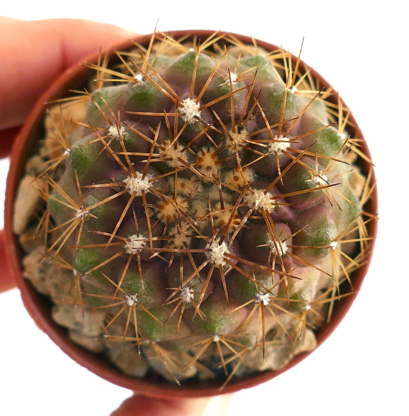 Copiapoa serpentisulcata small succulent cactus with purple-green body and long spines