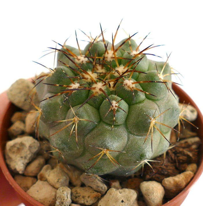 Copiapoa serpentisulcata – Green globular cactus with ribbed body, white areoles, and long brown spines, potted in rocky substrate.