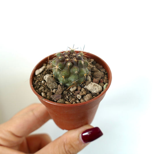 Copiapoa serpentisulcata pequeño cactus verde con espinas prominentes en maceta de terracota
