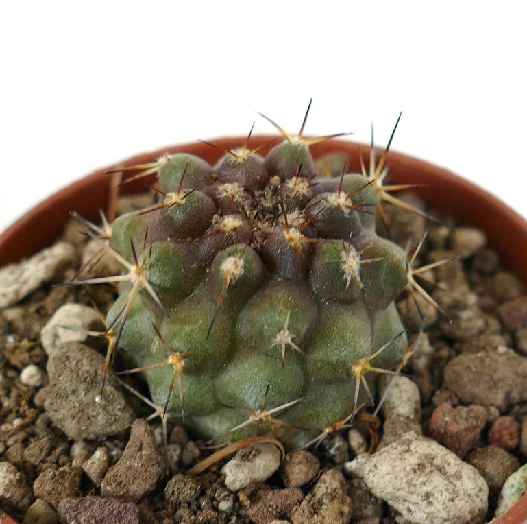 Copiapoa serpentisulcata rare succulent cactus with thick spines and textured green body