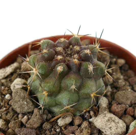 Copiapoa serpentisulcata suculenta rara con gruesas espinas y cuerpo verde texturizado