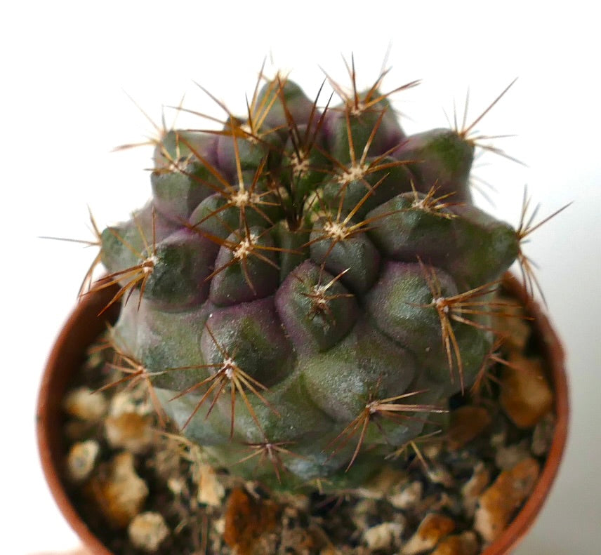 Copiapoa serpentisulcata succulent cactus with dark green and purple hues and sharp brown spines