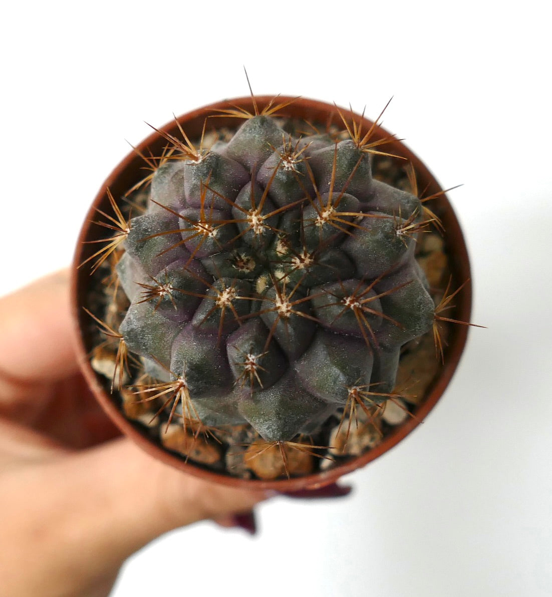 Copiapoa serpentisulcata rare succulent cactus with purple-green body and long brown spines
