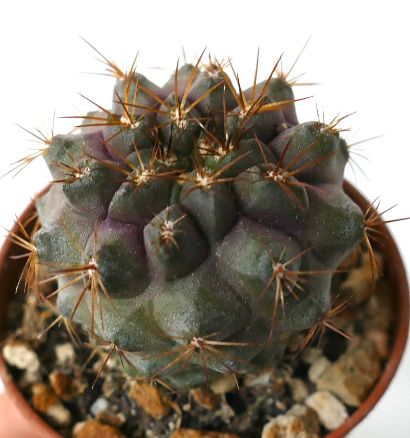 Copiapoa serpentisulcata succulent cactus with dark green body and long brown spines in pot