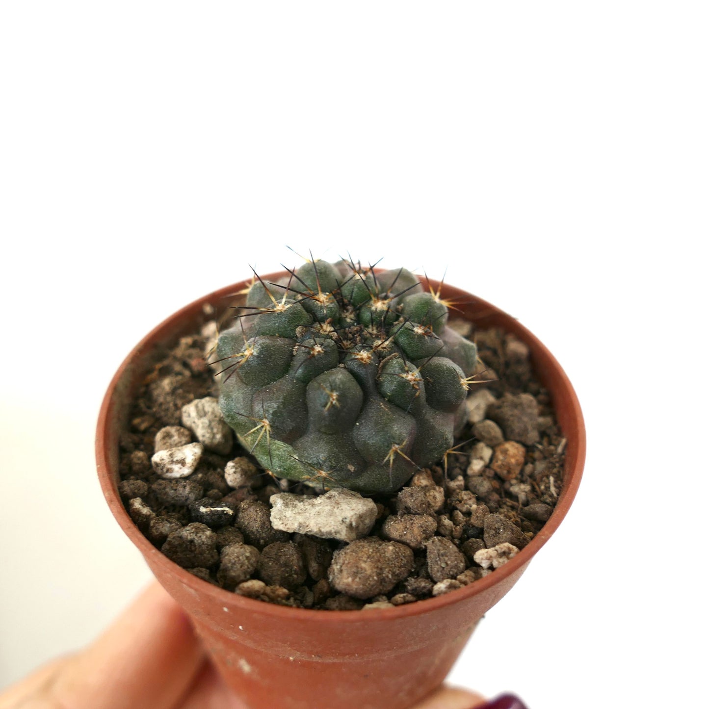 Copiapoa serpentisulcata pequeño cactus suculento con tubérculos gris oscuro-verde y espinas afiladas en maceta
