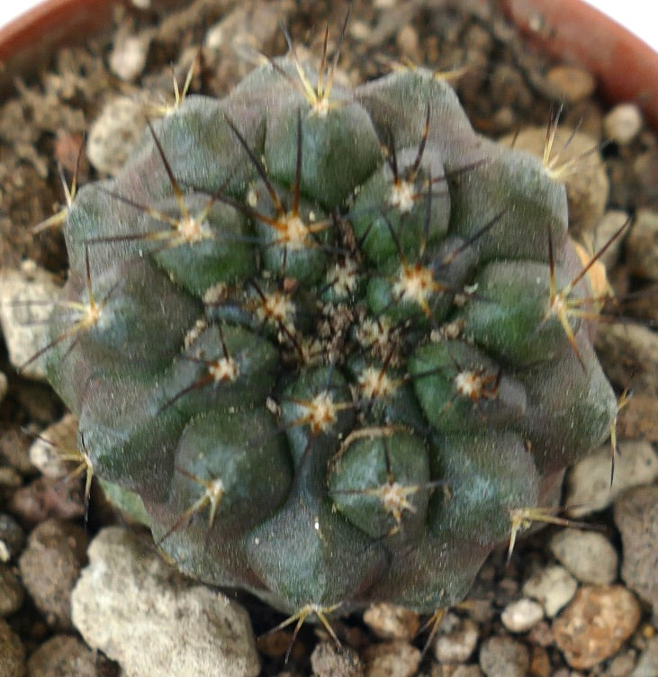 Copiapoa serpentisulcata suculenta cactus con costillas verde oscuro-grisáceas y espinas afiladas