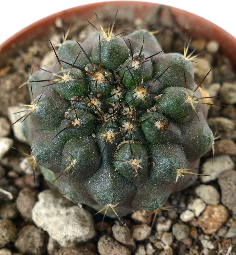 Cactus suculento Copiapoa serpentisulcata con cuerpo acanalado verde oscuro grisáceo y espinas afiladas