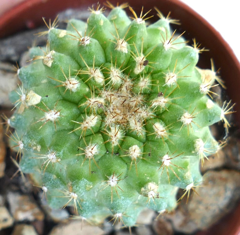 Top view of Copiapoa serpentisulcata cactus in a pot, showing its rounded green body with pronounced tubercles and clusters of short golden spines.