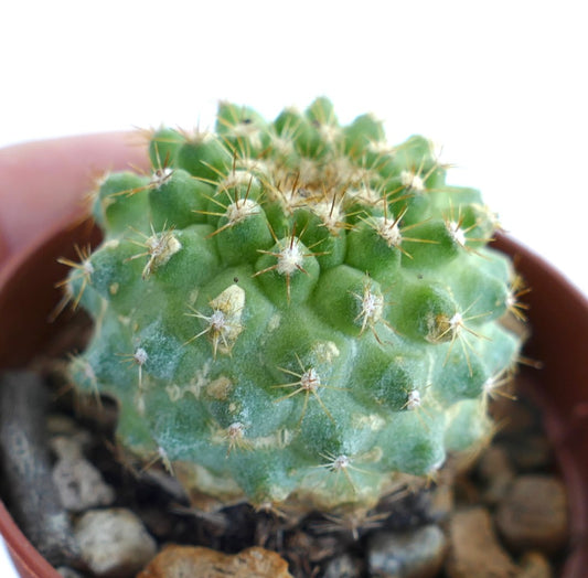 Side view of Copiapoa serpentisulcata, highlighting its spherical shape, green textured surface, and evenly spaced areoles with thin yellowish spines.