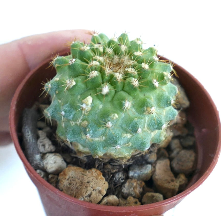 Copiapoa serpentisulcata cactus in a small brown plastic pot with rocky soil, displaying its compact, globular form and dense central cluster of spines.