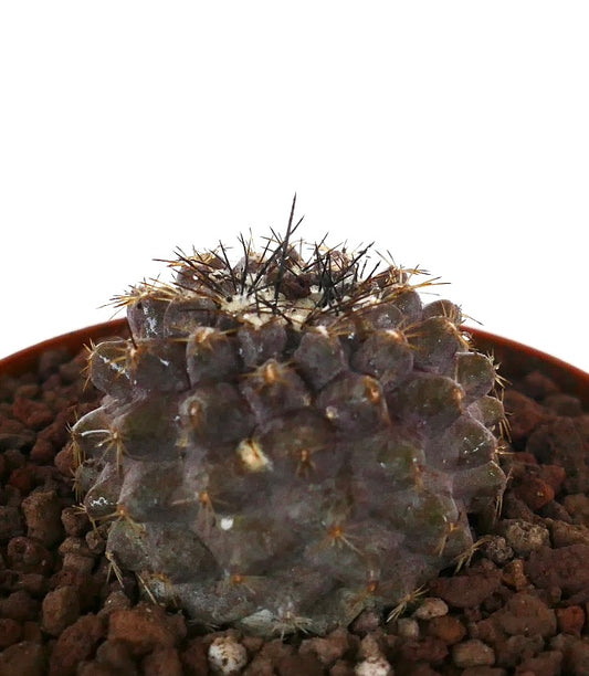 Copiapoa serpentisulcata seltener Sukkulenten-Kaktus mit dunklen Stacheln und abgerundeten Warzen im Topf