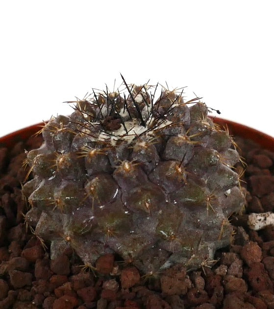 Copiapoa serpentisulcata seltener Sukkulenten-Kaktus mit dunklen Stacheln und strukturierter Oberfläche