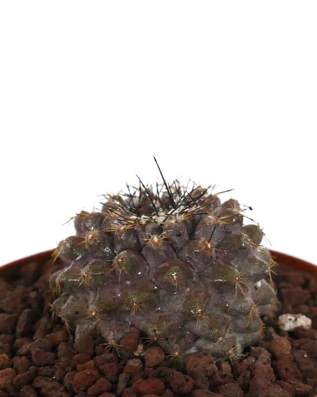 Copiapoa serpentisulcata seltener Sukkulenten-Kaktus mit dunklen Stacheln und strukturierter Oberfläche