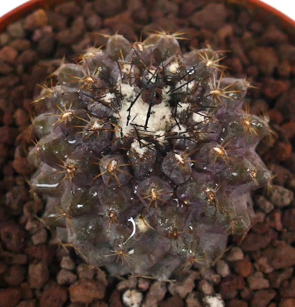 Copiapoa serpentisulcata seltener Kaktus mit dunkelviolettem Körper und scharfen Dornen in felsigem Boden