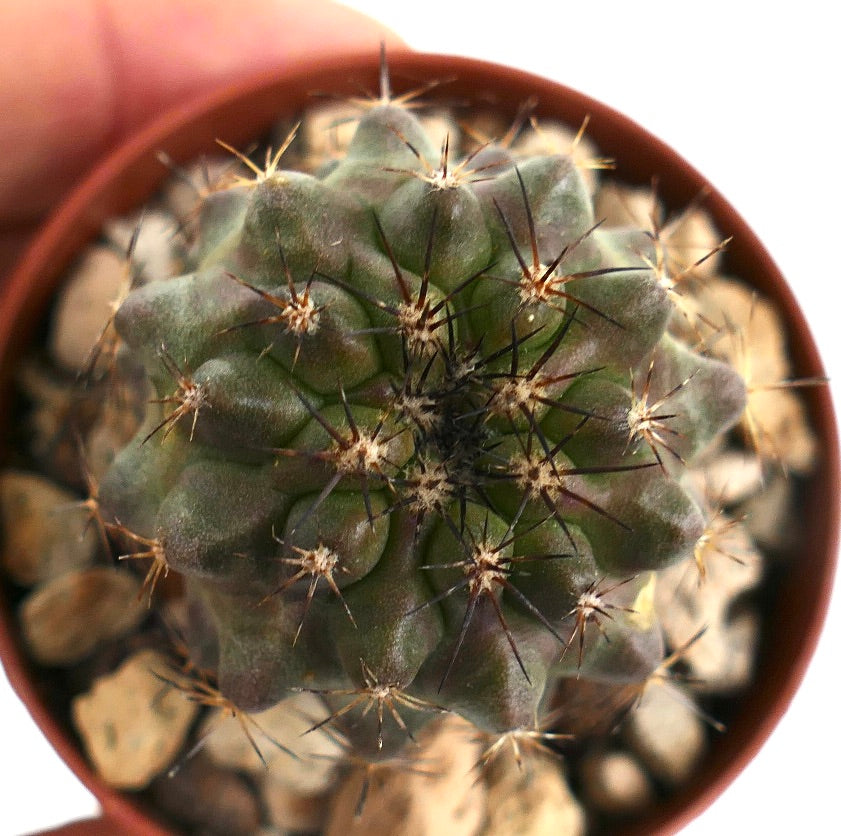 Copiapoa serpentisulcata MN7 rare succulent cactus with dark spines and textured green body