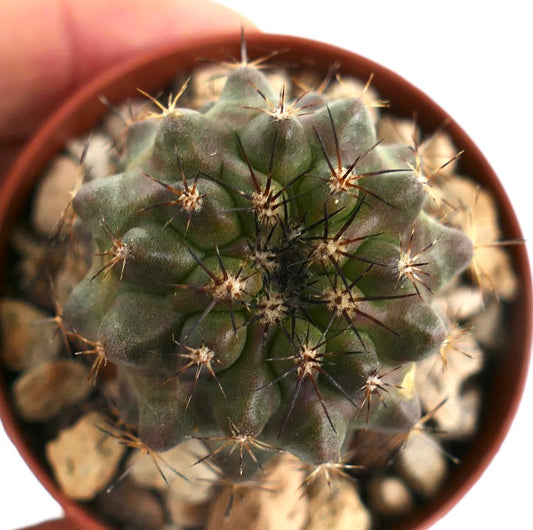 Copiapoa serpentisulcata MN7 rare succulent cactus with dark spines and textured green body