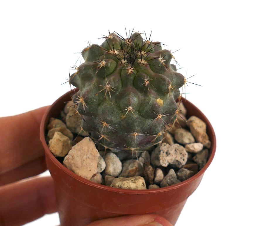 Copiapoa serpentisulcata MN7 rare succulent cactus with dark spines and ribbed body