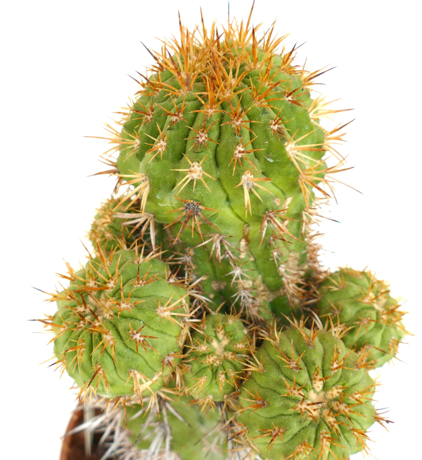 Copiapoa serpentisulcata MULTIKOPFEN VEREDLT
