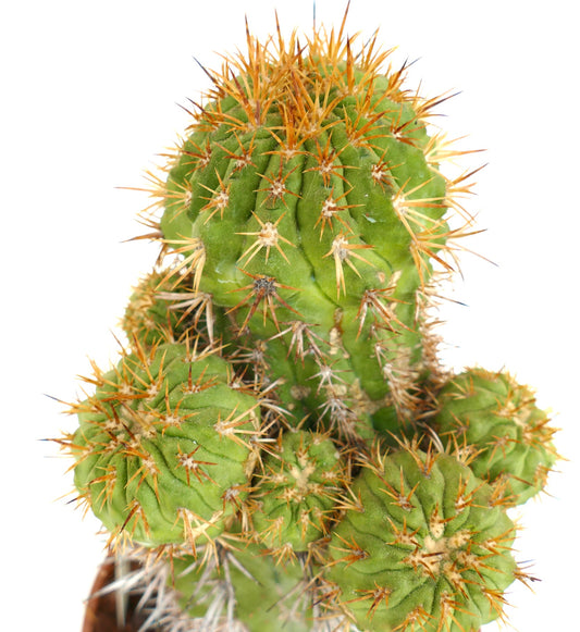 Copiapoa serpentisulcata cactus met groene geribbelde stam en dichte gouden stekels, close-up