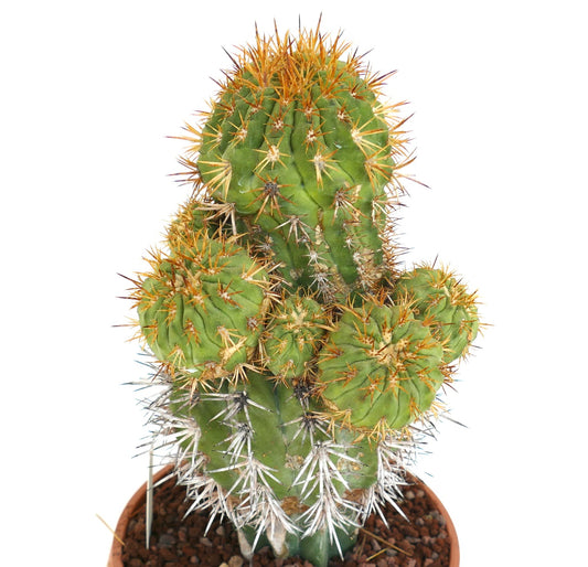 Copiapoa serpentisulcata zeldzame vetplant cactus met oranje en witte stekels meervoudige koppen geënt