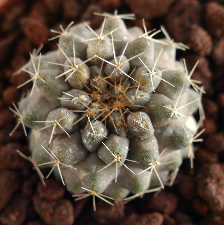 特徴的な棘と瘤状の表面を持つ希少な多肉植物サボテン、コピアポア・セルペンティスルカタの苗