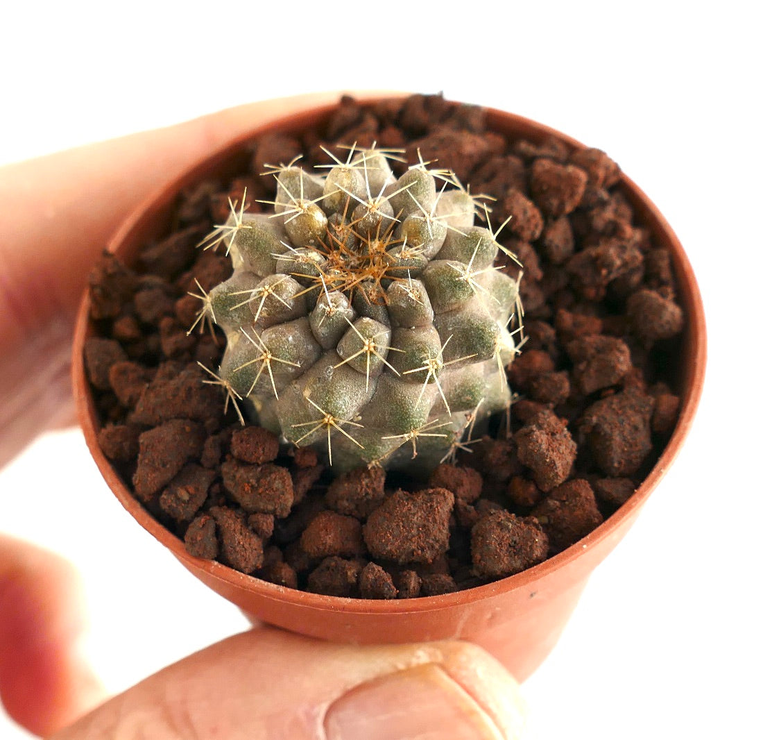 コピアポア・セルペンティスルカタ 小型多肉サボテンの苗、短いトゲ付き 鉢植え