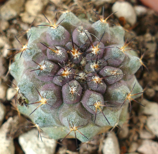Copiapoa serpentisulcata rare succulent cactus with purple-green tubercles and sharp spines