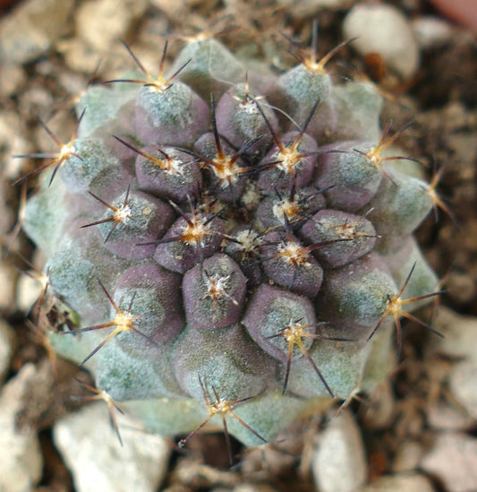 Copiapoa serpentisulcata rare succulent cactus with purple-green body and long dark spines