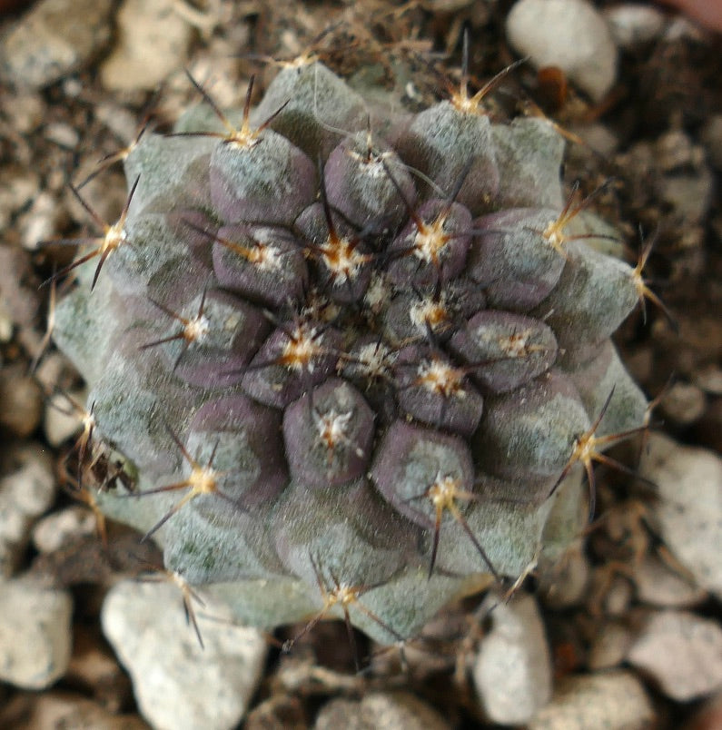 Copiapoa serpentisulcata cactus succulent rare avec un corps violet-gris et de longues épines