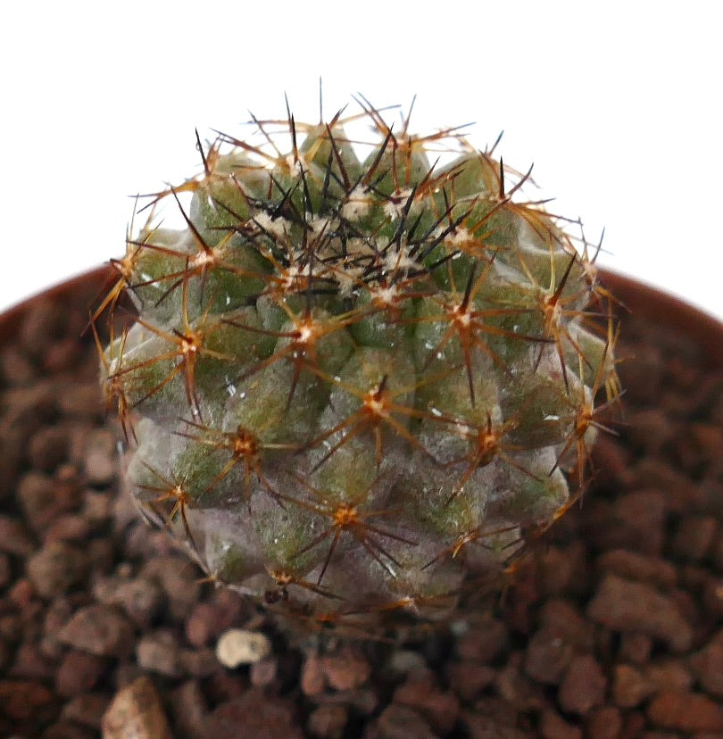 Copiapoa serpentisulcata small round succulent cactus with dense brown spines and textured surface