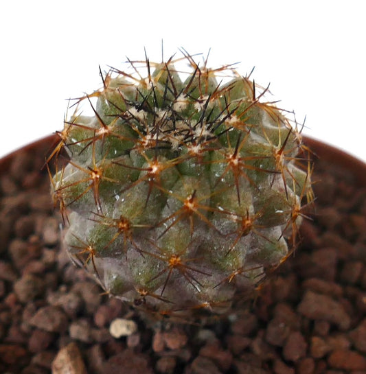 Copiapoa serpentisulcata small round succulent cactus with dense brown spines and textured surface