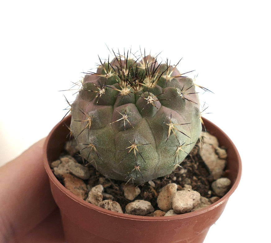 Copiapoa serpentisulcata – Globular cactus with ribbed green to violet body, woolly areoles and clusters of long black spines, grown in a terracotta pot with rocky substrate, ideal for Copiapoa collectors.