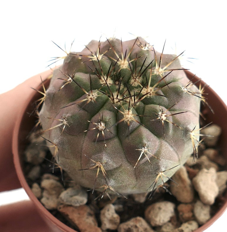 Copiapoa serpentisulcata – Compact cactus with sculpted ribs and sharp dark spines, showing violet tones on the epidermis, cultivated in a clay pot with mineral soil, perfect for rare cactus enthusiasts.