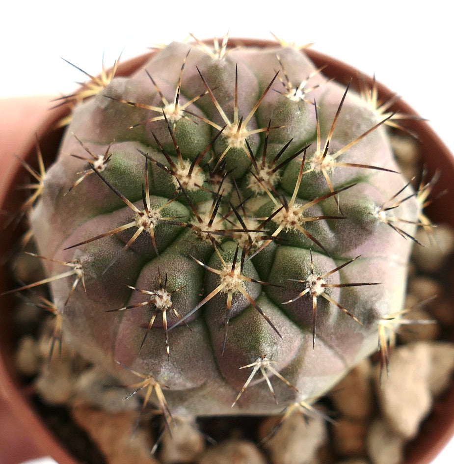 Copiapoa serpentisulcata – Top view of globular cactus with segmented surface and dense spine clusters, displayed in a terracotta pot with gravel mix, a prized species for succulent collectors.