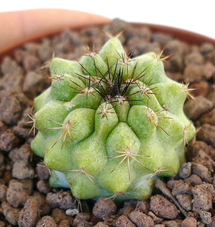Copiapoa serpentisulcata X Copiapoa cinerea raro cacto suculento com tubérculos grossos e espinhos afiados