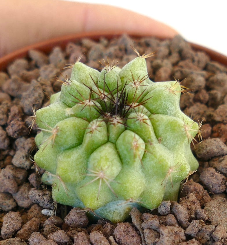 Copiapoa serpentisulcata X Copiapoa cinerea raro cacto suculento com tubérculos verdes e espinhos castanhos