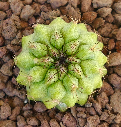 Cacto suculento Copiapoa serpentisulcata X Copiapoa cinerea com tubérculos verdes e espinhos afiados