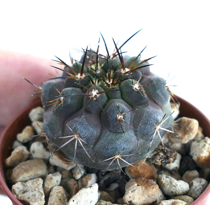 Close-up of Copiapoa serpentisulcata × Copiapoa griseoviolacea hybrid cactus in a small pot, showing a round dark green to violet body with deep ribs and long black spines.